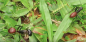 Preview: Dinomyrmex gigas - Camponotus gigas