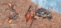 Preview: Dinomyrmex gigas - Camponotus gigas