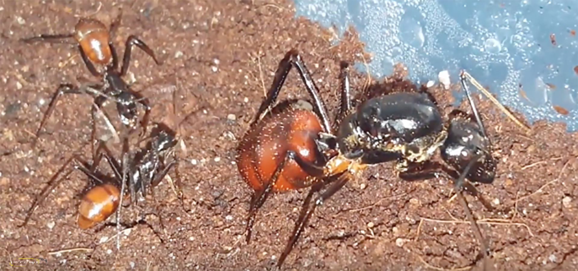 Dinomyrmex gigas - Camponotus gigas