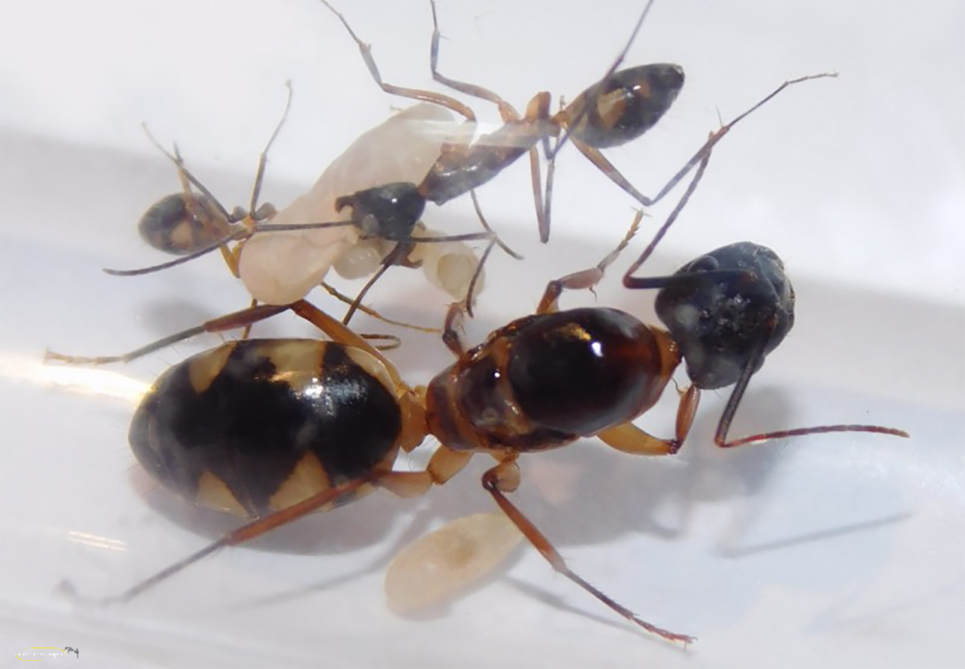 Camponotus substitutus - dunkel